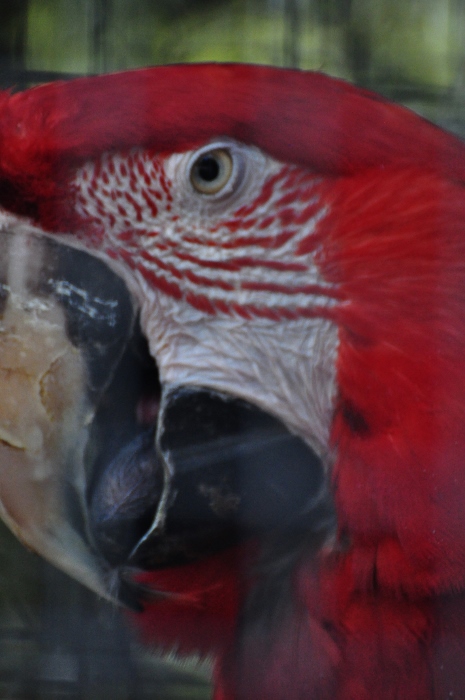 green-winged macaw